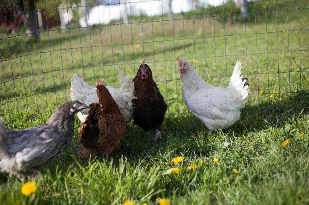 Kury kokoszki nioski Rosa kolorowa na wybieg transport na miejsce