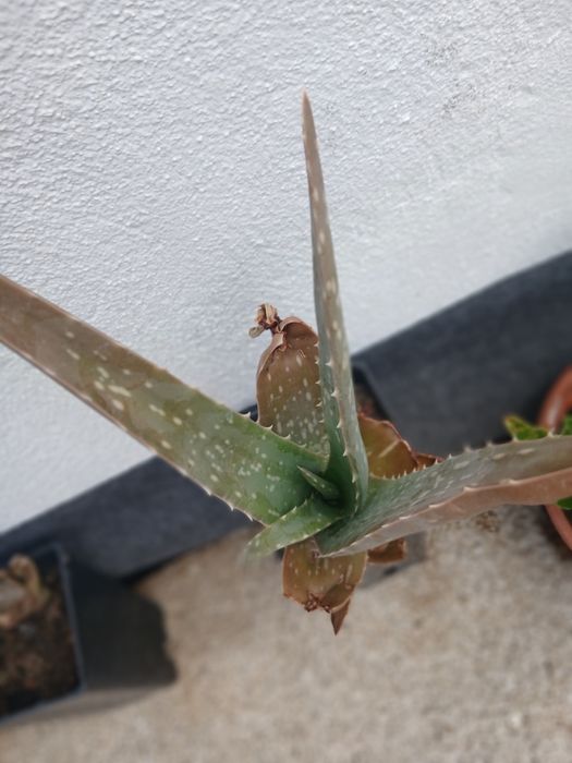 Aloe vera da Madeira.
