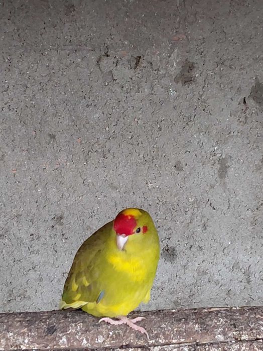 Aves para vender