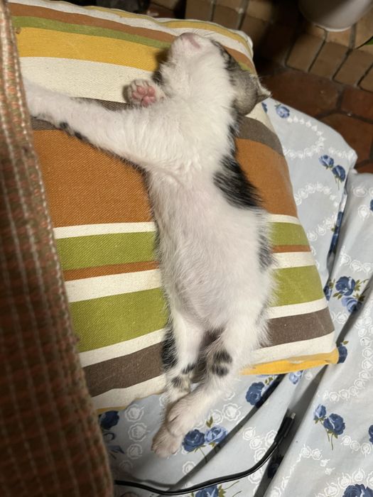 Gatinha pequeno para adoção