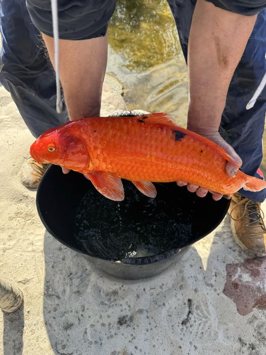 Karp Koi, gigantyczne egzemplarze - hodowla