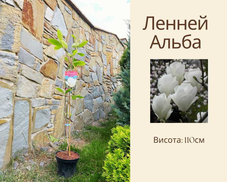 Магнолія ГОЛАНДІЯ 3л Дженні Голден Дрім Вотермелон Кавун Пінк Пірамід Дафні Клеопатра Сюзан Рустіка Рубра Ленней  Мерріл Гелаксі Джурі Альба Суперба