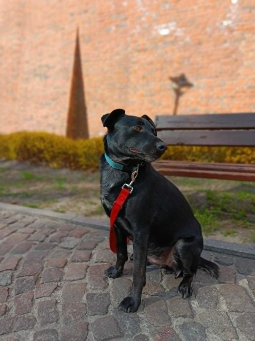 Fajny psiak do adopcji