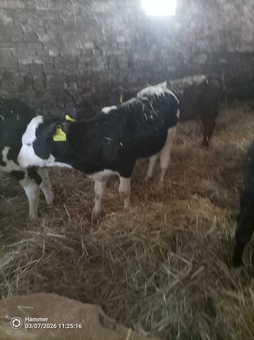 Sprzedam cielaki jałówki