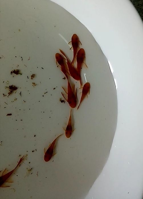 Zbrojnik glonojad czerwony super red ancistrus