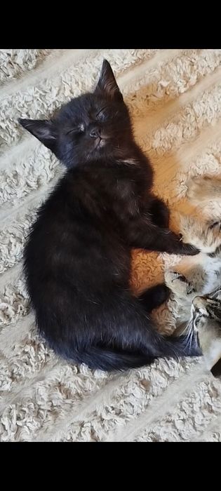 Маленький чёрный котёнок, мальчик, спокойный..