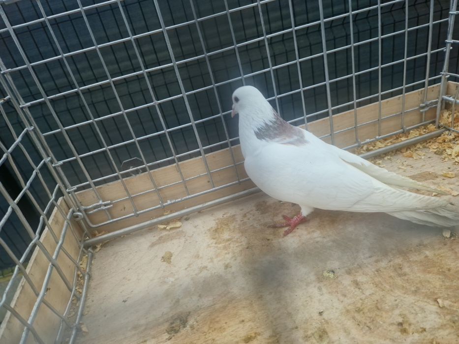 Grzywacz Samiec Zapraszam