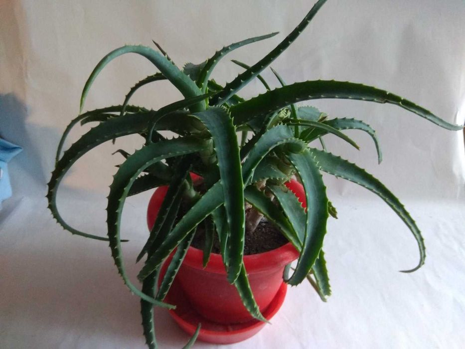 Алоэ древовидное (столетник), Красула