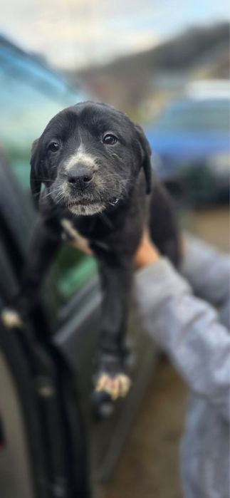 Гарні дівчатка шукають родину!