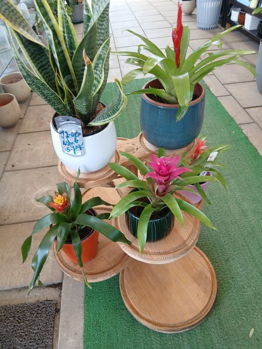Vendo dois  expositor floristadeira
