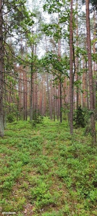 Działka leśna w pobliżu nowej drogi ekspresowej Via Carpatia.