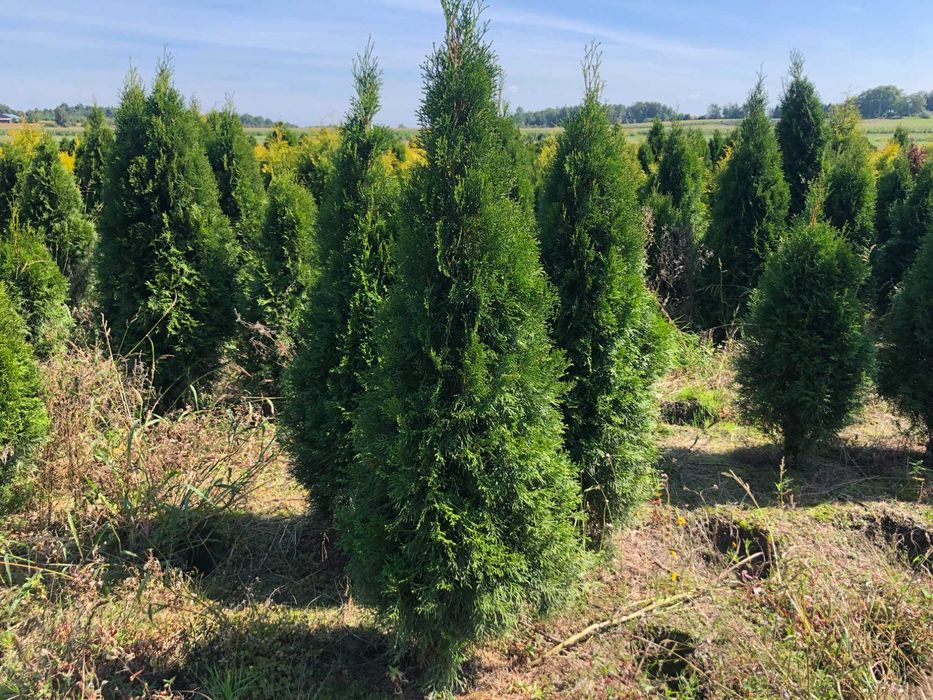 Tuja szmaragd, tuje od 80 do 250 cm! Thuja brabant do 270!