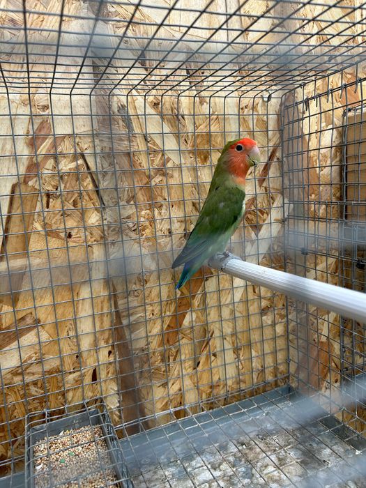 Agapornis pássaro