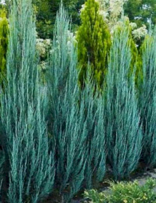 Туи смарагд , Аурея нана, Блу Эрроу , Мунглоу, Амбер глоу , Ивонна