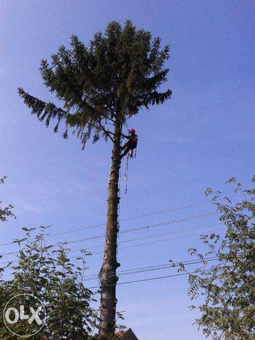 Karczowanie czyszczenie i rekultywacja działek mulczer leśnym, wycinka