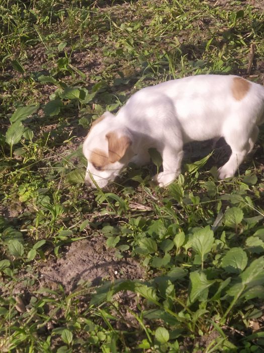 Джек Рассел тер'єр