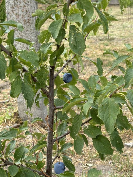 Земельна ділянка Хорол Полтавська обл