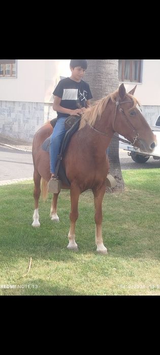 Vendo égua Hafliguer