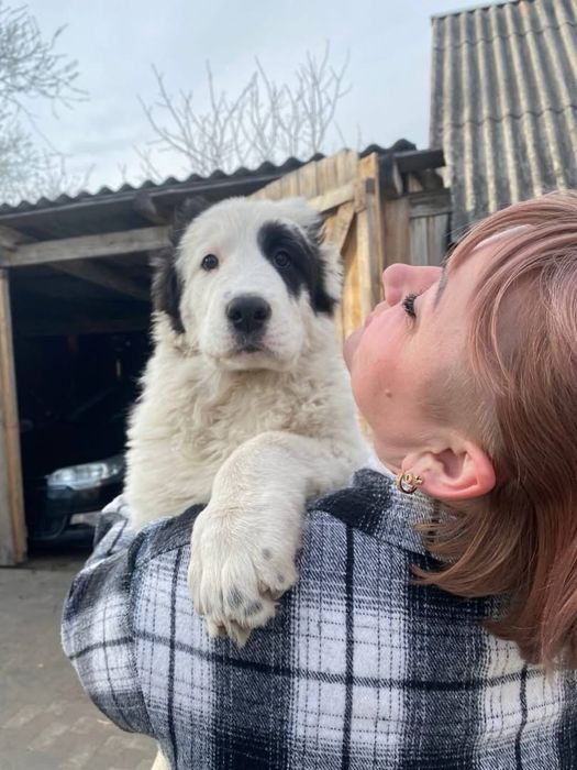 Продам Середньоазіатську вівчарку(Алабай)