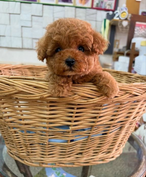 Зірочка той пудель, супер красотка