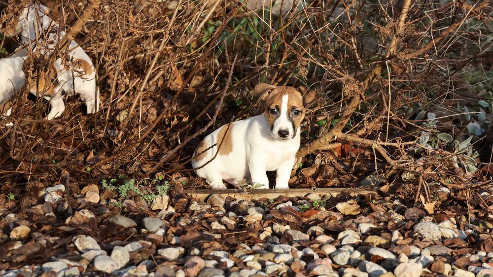 Jack Russell Terrier PIESEK od"BREFIO"/badania genet./odbiór