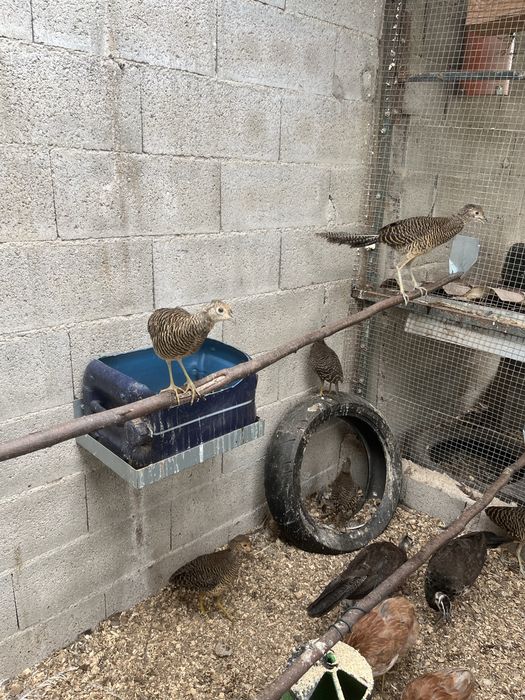 Pavoes, galinhas Araucana, faisoes dourado, lady. Aves 2026