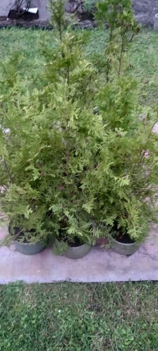 Tuja kolumnowa 70 cm na żywopłot