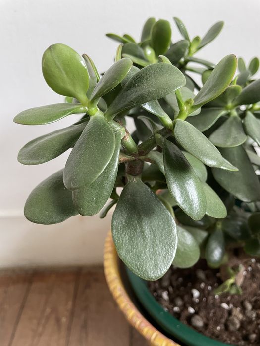 Planta natural com vaso