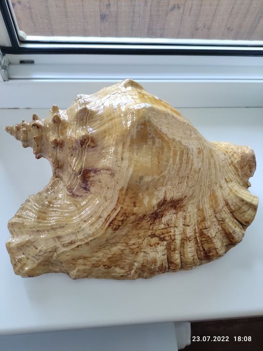 Океанская большая ракушка морская звезда