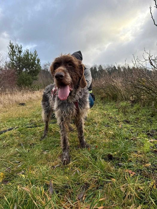 wyżeł  niemiecki szorstkowlosy  w schronisku w skierniwicach