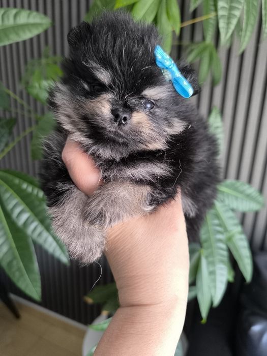 Spitz anão. Lulu da Pomerânia.Lop e Afixo .Mini . Black tan. Russo.