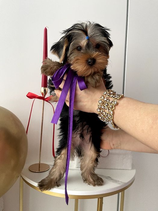 VIP Йорки — Вибери свого маленького друга вже зараз