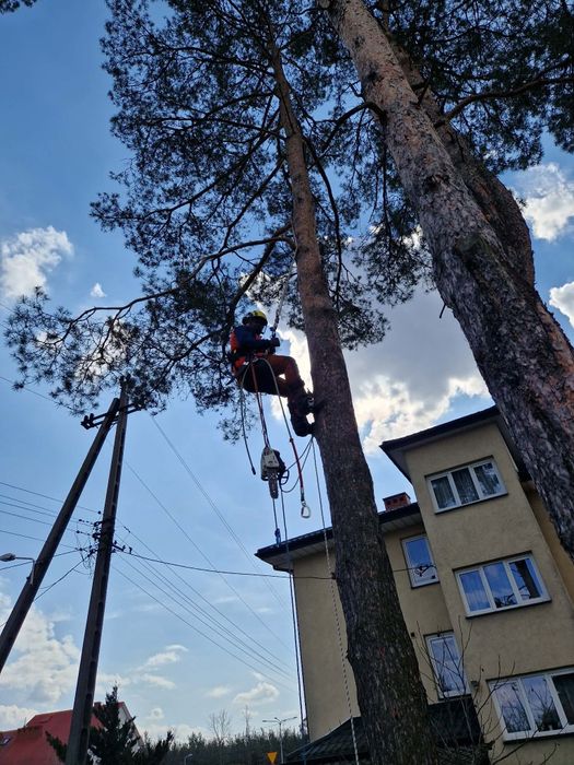 Przycinanie żywopłotów, wycinka, pielęgnacja drzew prace ogrodowe Warszawa