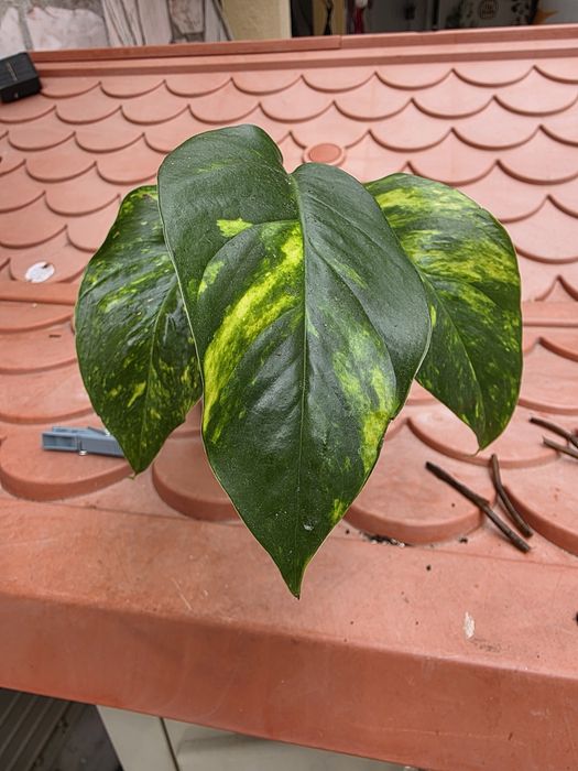 Epipremnum aureum/goldfingerm 
Planta adulta e folhas com recortes.
Tenho também cortes disponíveis, para outros valore