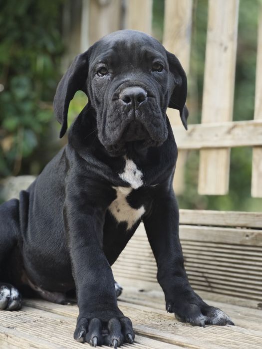 Cane corso italiano - Cachorro preto