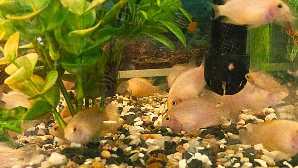 Pielęgnice Zebry Albinos - sprzedam