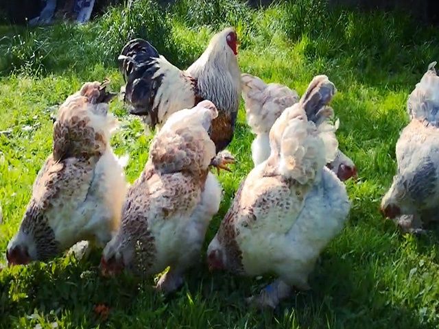 Яйце на інкубацію від породистих курей Брама Золото, лососева.