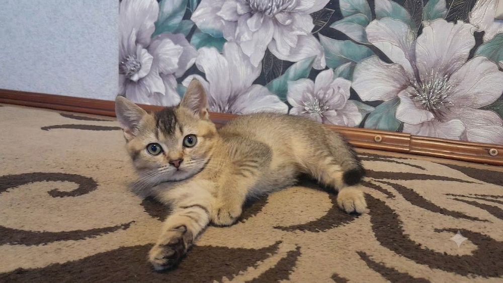 Золота шиншила котик