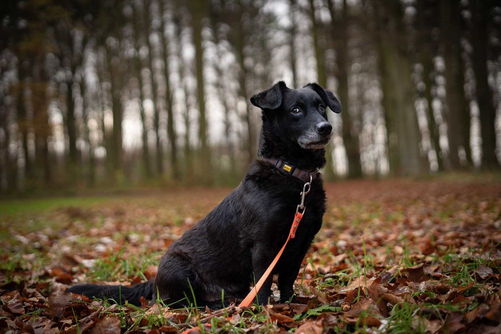 Miły, nieduży piesek czarnulek do adopcji!