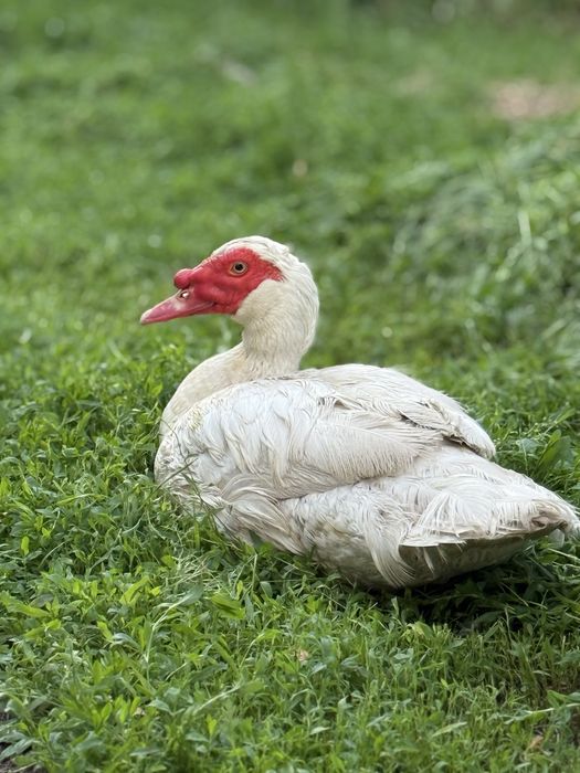 Селезень.Качур індокачки.Шипуни