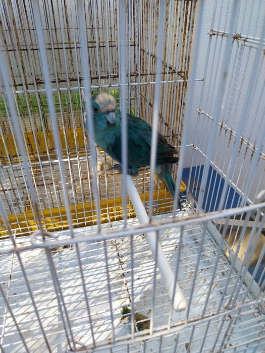 Cedesse kakariki azul macho