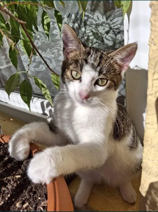 Burbon poleca się do adopcji