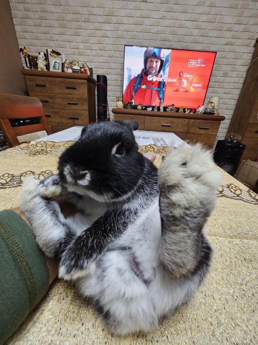 Netherland Dwarf  Króliczek  miniaturka Karzełek
