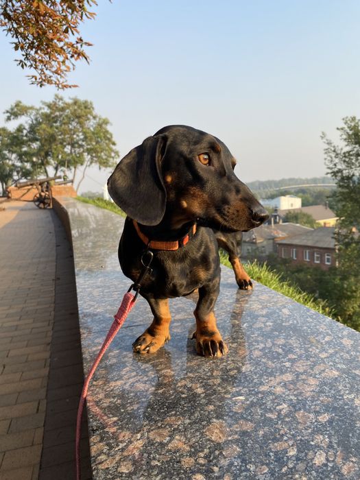 Мальчик ищет девочку(такса)