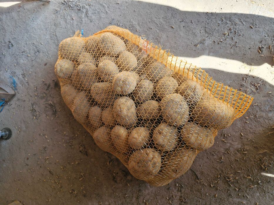 ziemniaki, kapusta do kiszenia