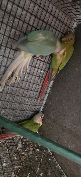 Pyrrhura Pineapple Casal