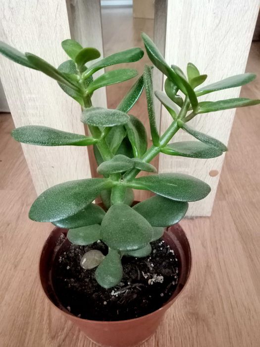 Денежное дерево. Красула