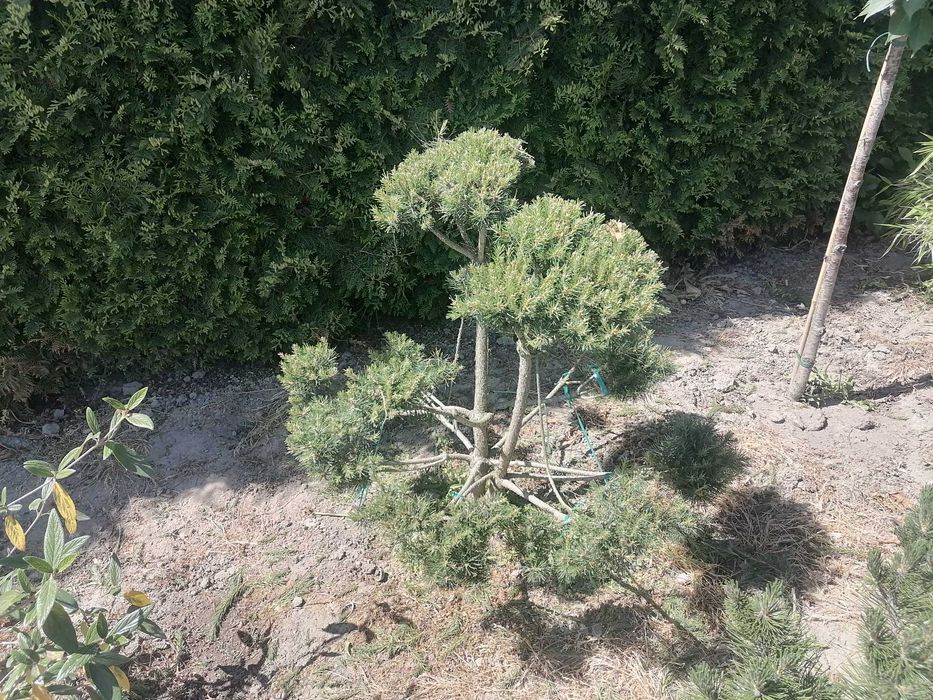 Krzewy - Bonsai.