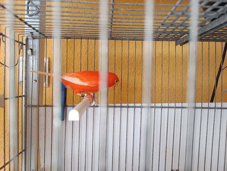Casal canários Arlequim e casal vermelhos (Foros de Amora)