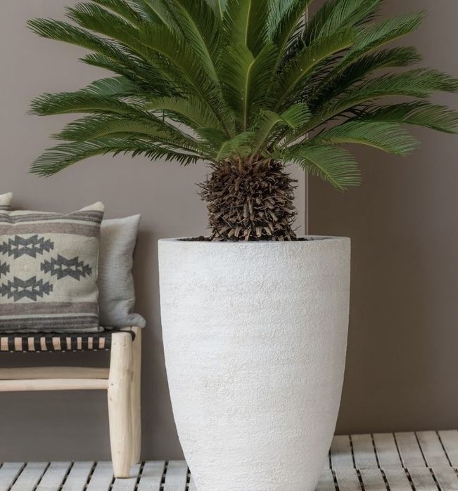 Цикас Саговая пальма h 65 см